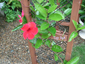 20090705.jpg