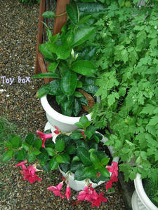 20090705a.jpg