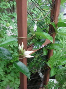 20090705b.jpg