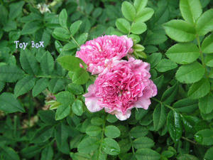 20090705g.jpg