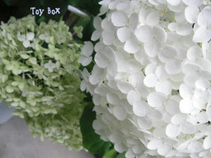 20090707.jpg