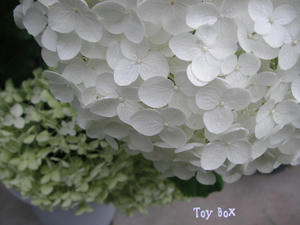 20090707a.jpg