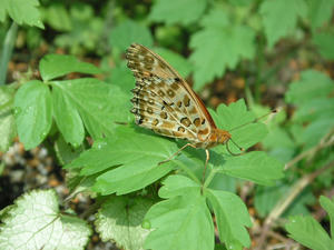 PICT2281.JPG