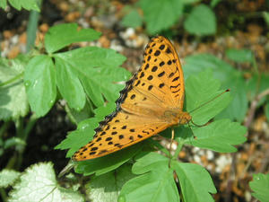 PICT2283.JPG