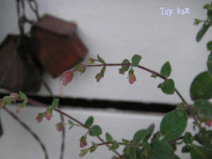 20090709.jpg