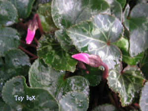 20090709a.jpg