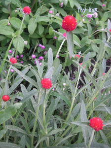 20090709b.jpg