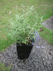 20090710d.jpg