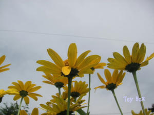 20090711f.jpg
