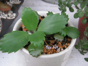 20090711a.jpg