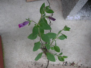 20090711b.jpg