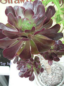 20090711g.jpg