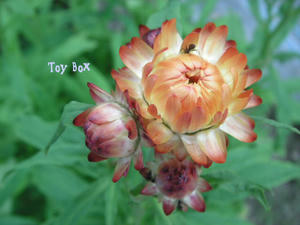 20090714a.jpg