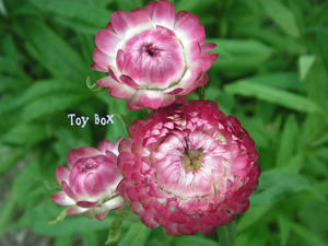 20090714b.jpg