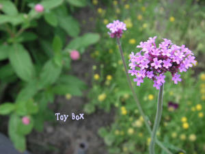 20090714e.jpg