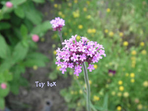 20090714f.jpg