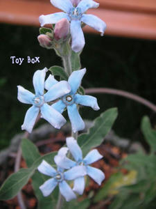 20090715g.jpg