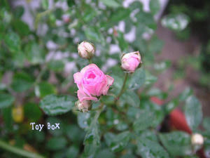 20090715.jpg