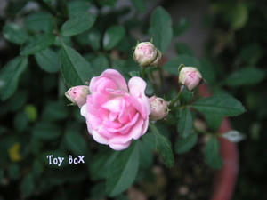 20090715e.jpg