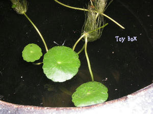 20090715f.jpg