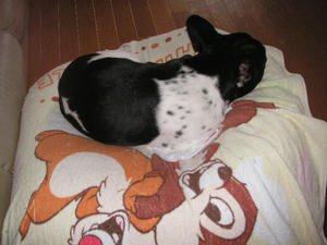 PICT2403.JPG