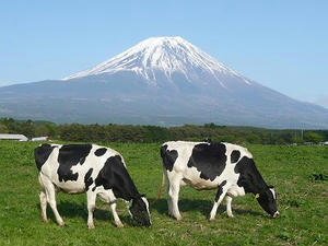 H21cow_m.jpg