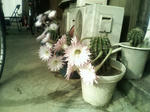 P1000062.JPG