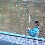 呉本素振り中。