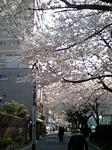 ca23ffc4jpeg