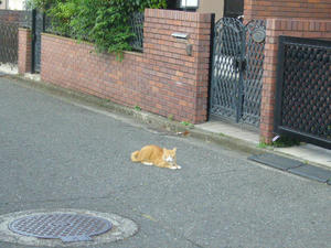 ねこ１