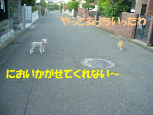 ねこ５