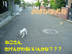 ねこ６