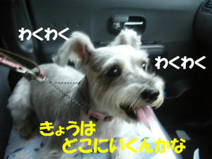 てぬき１
