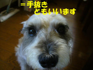 てぬき４