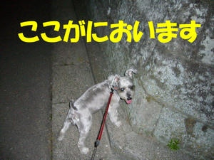 夜間訓練2