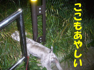 夜間訓練４