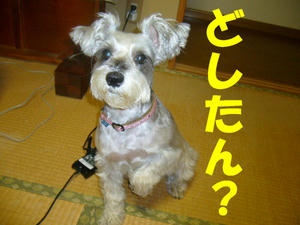 いやされる？１