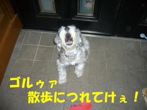 アンジュ１