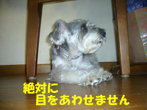 カメラ嫌い3
