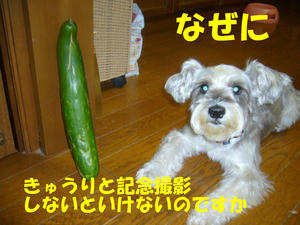 きゅうり