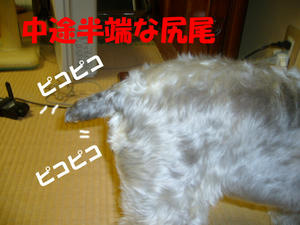 シッポ1