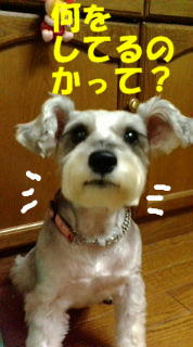 おあずけ1