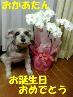 お誕生日1