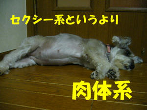 犬の視力1