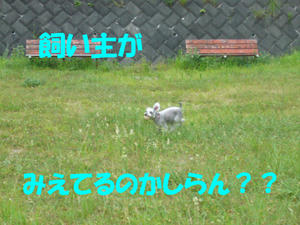 犬の視力2