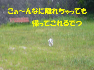 犬の視力4