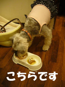 伊豆5
