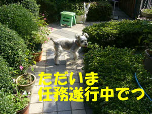 パトロール1