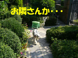 パトロール4
