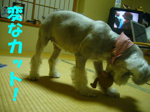 変なカット1